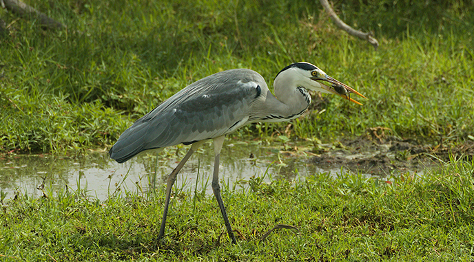 bird watching in Amboseli